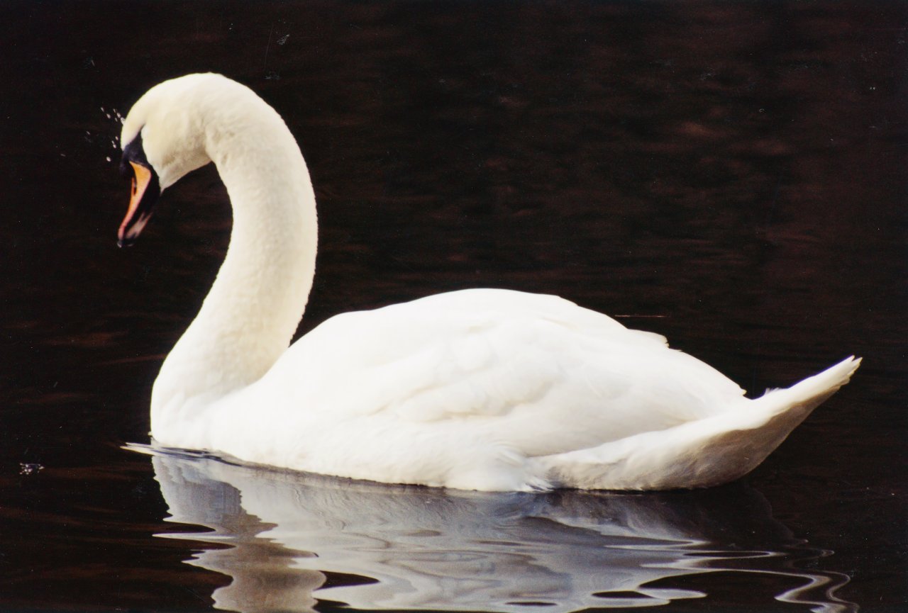 M or A pic of swan in Lake District